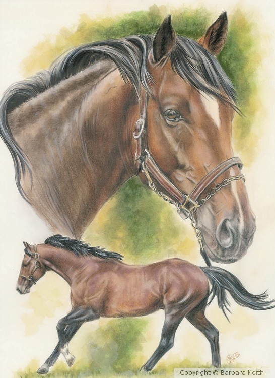 Thoroughbred Horse - Barbara Keith